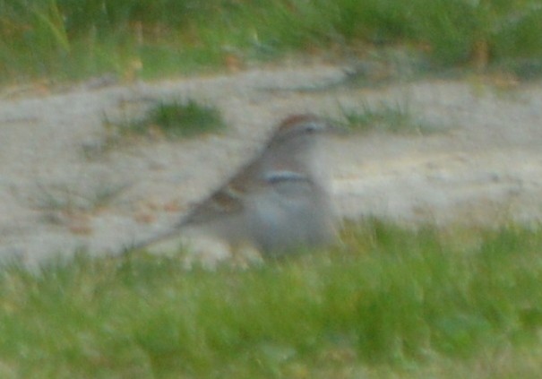 Chipping Sparrow - ML217055091