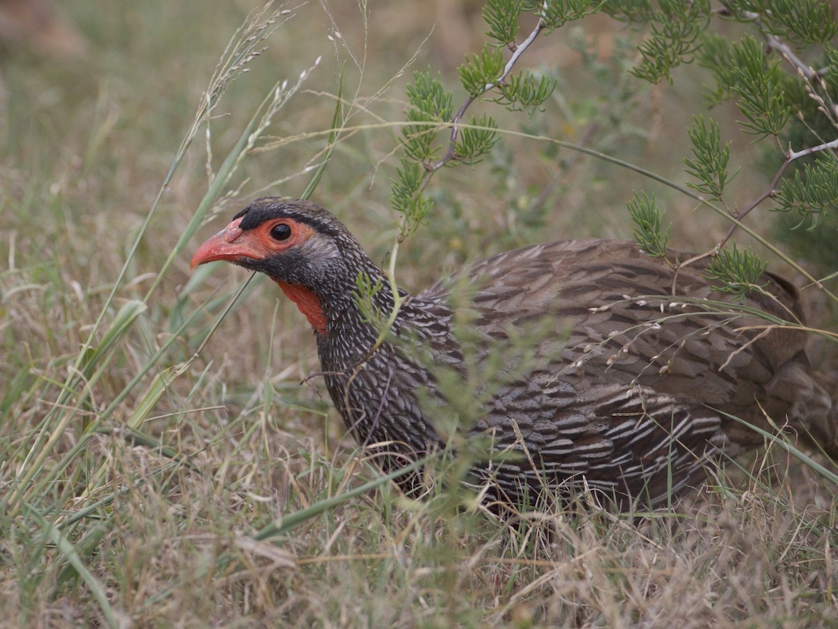 Red-necked Spurfowl - ML217056381