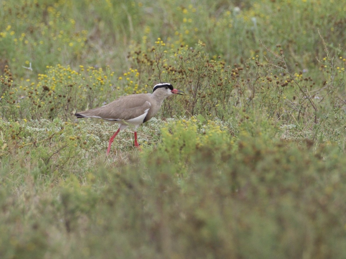 Crowned Lapwing - Eric Barnes