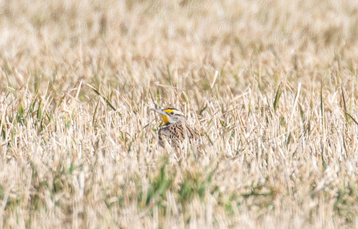 Eastern Meadowlark - Phil McNeil