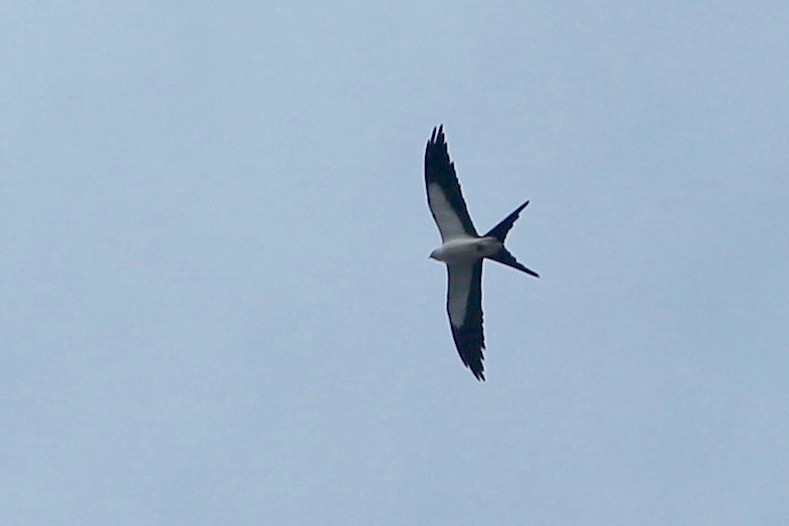 Swallow-tailed Kite - Oscar Johnson