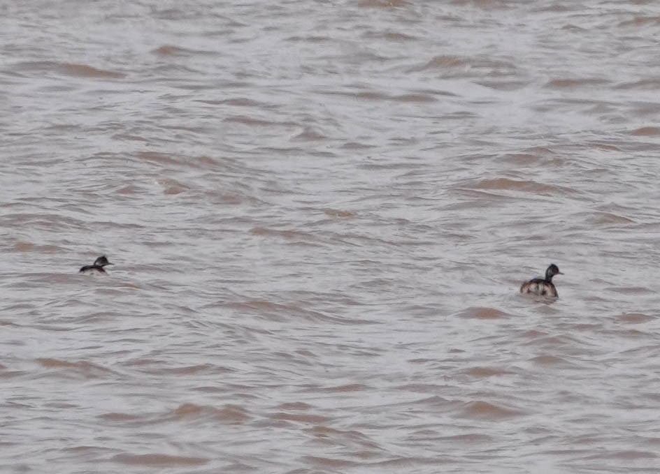 eBird Checklist 21 Mar 2020 Hackberry Flat WMA 43 species (+1