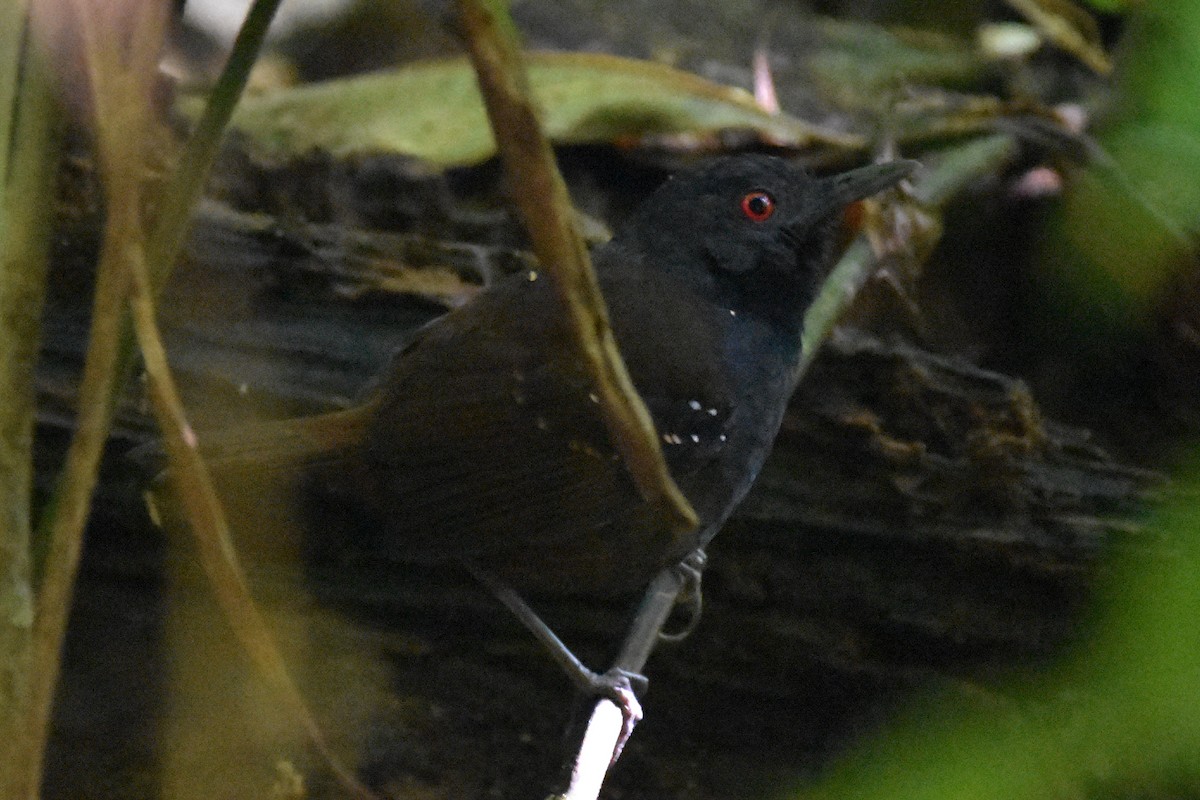 Dull-mantled Antbird - Nick Moore