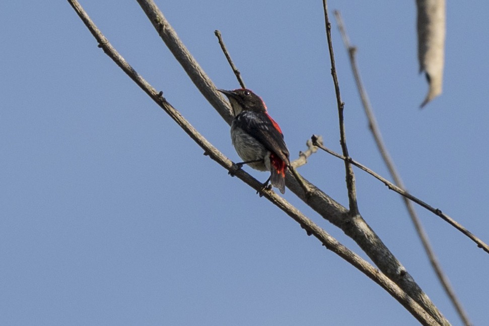 Scarlet-backed Flowerpecker - ML217068861
