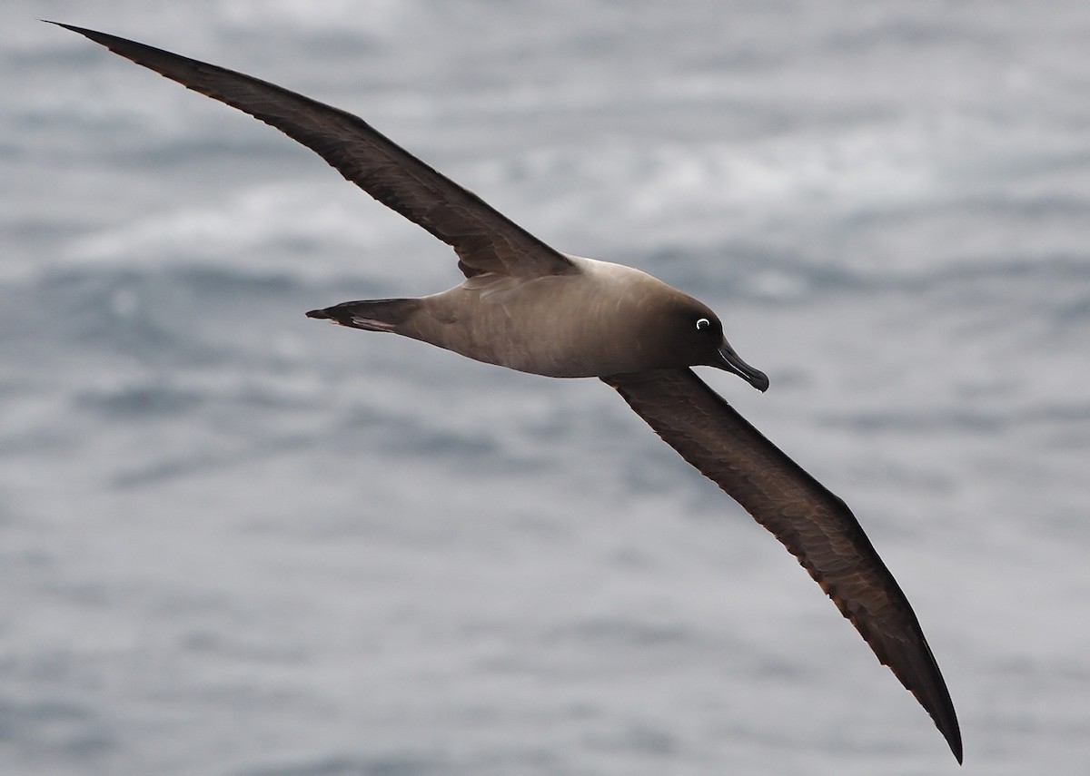 albatros světlehřbetý - ML217072481
