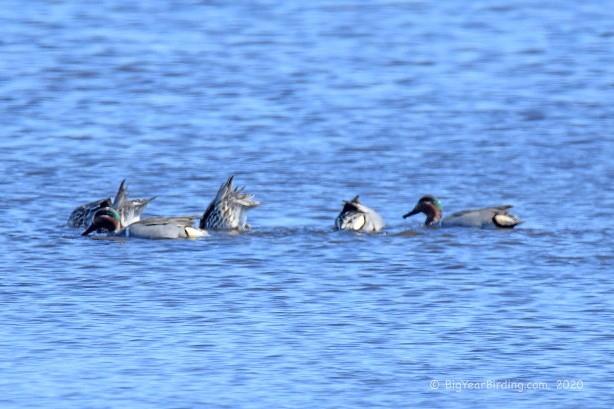 Green-winged Teal - ML217072571