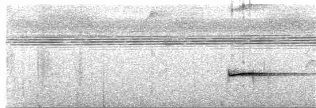Gray-tailed Piha - ML217072911
