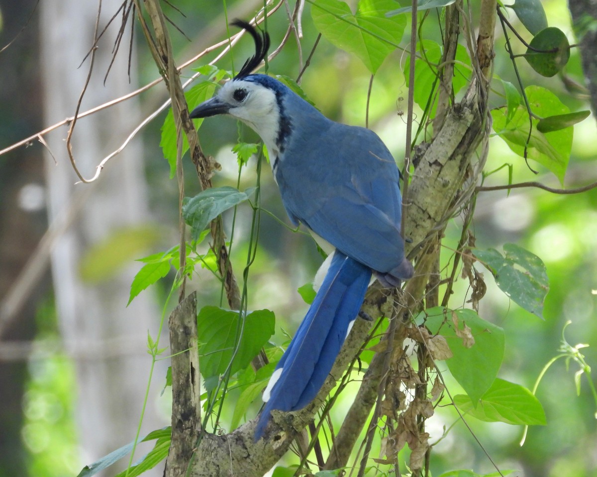 White-throated Magpie-Jay - grete pasch