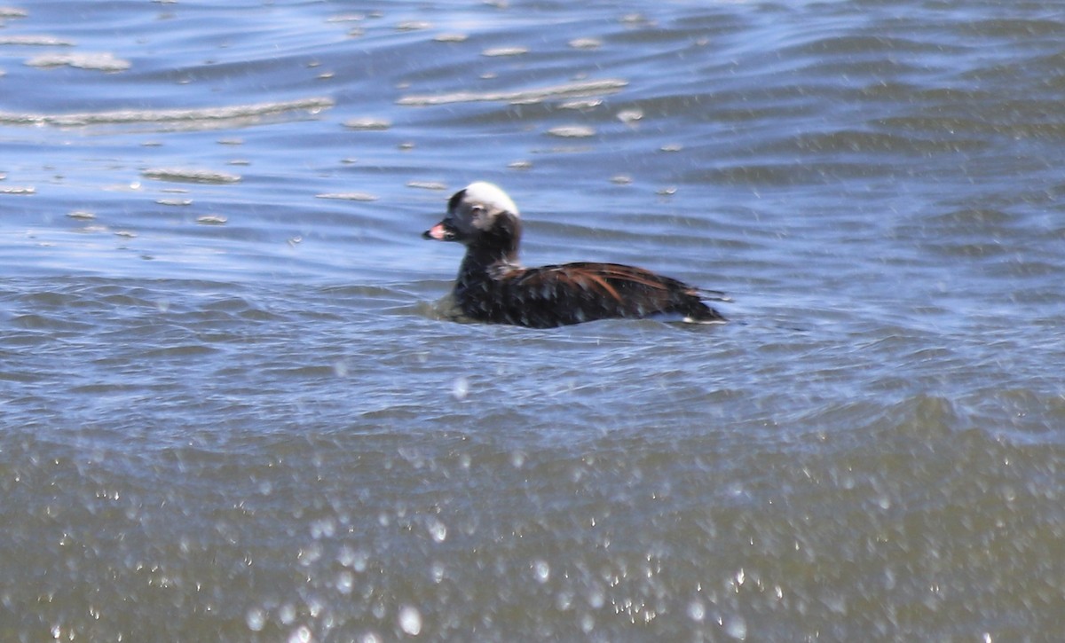 Long-tailed Duck - MA 2