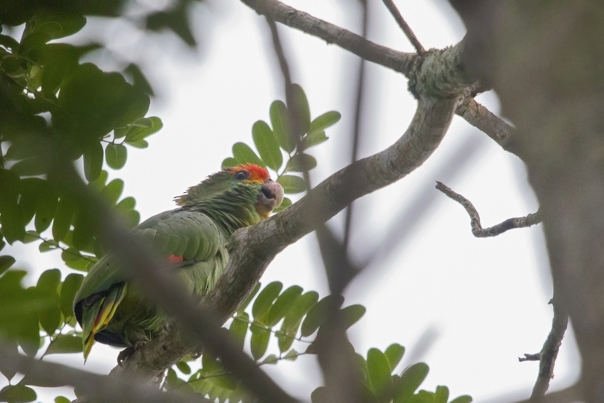 Red-browed Parrot - ML217075281