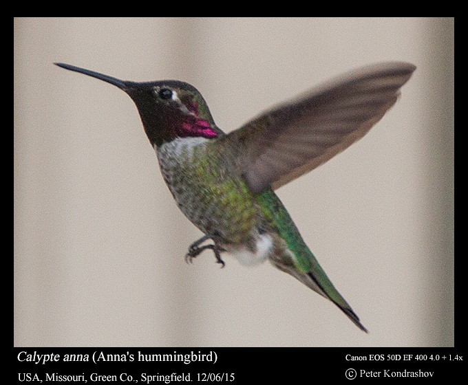Anna's Hummingbird - Peter Kondrashov