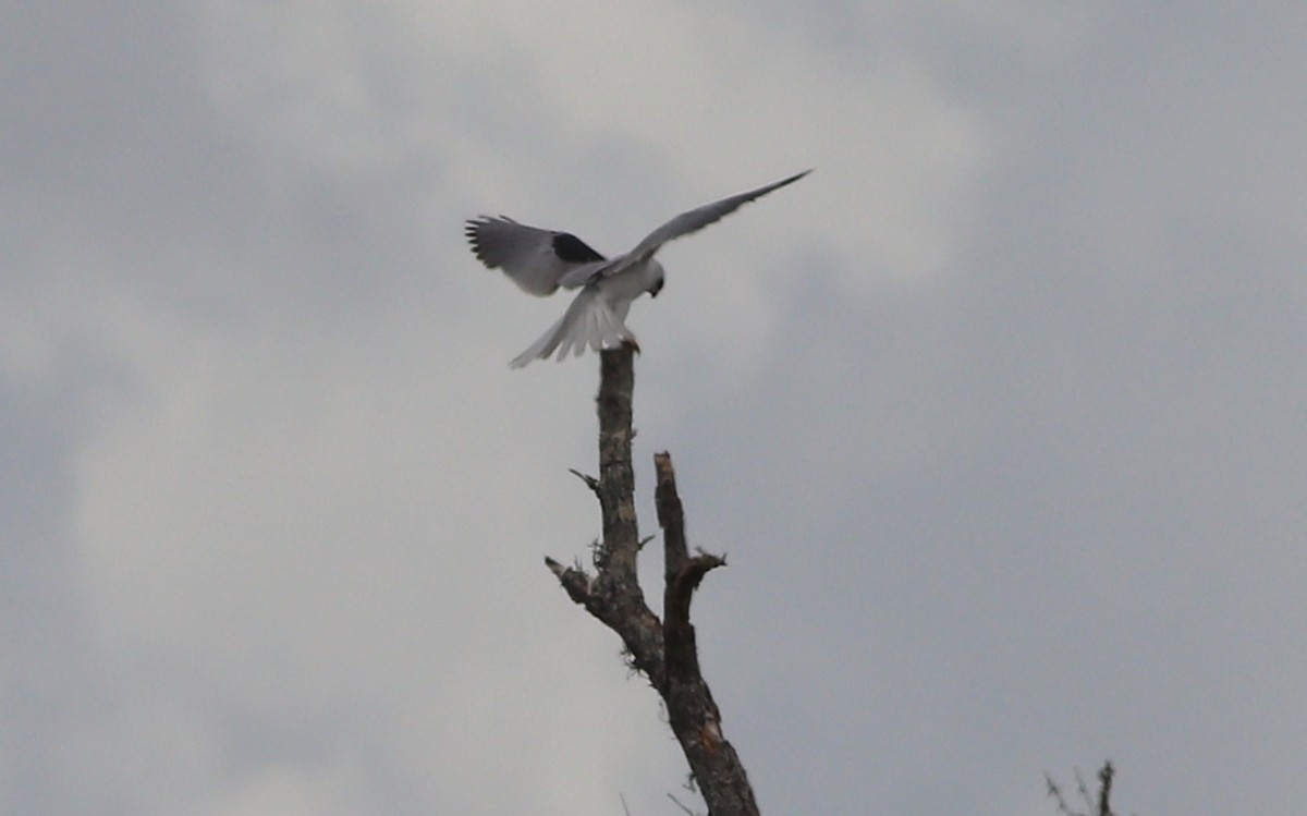 White-tailed Kite - ML217086571