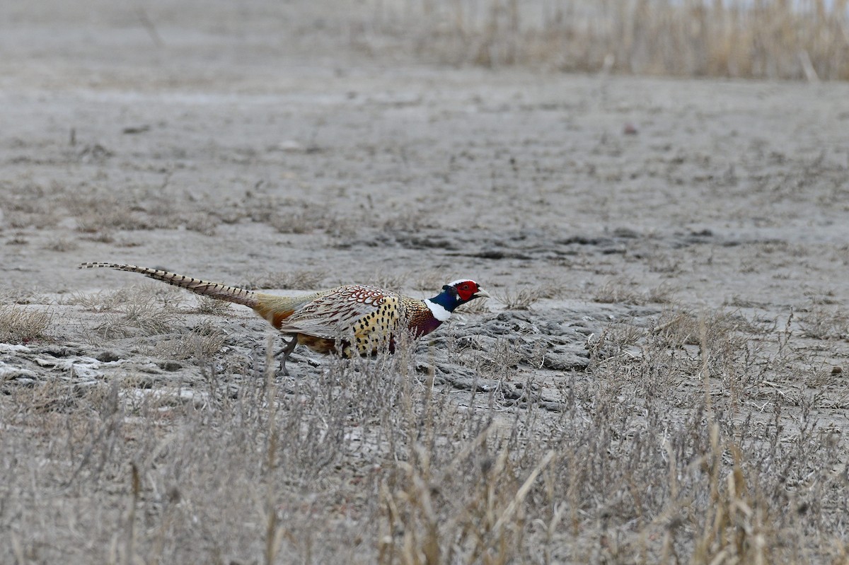 Ring-necked Pheasant - kuoching chen