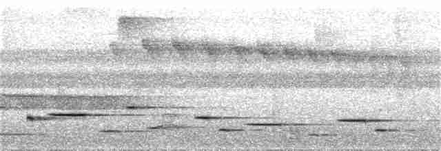 Troglodyte arada (salvini) - ML217092071