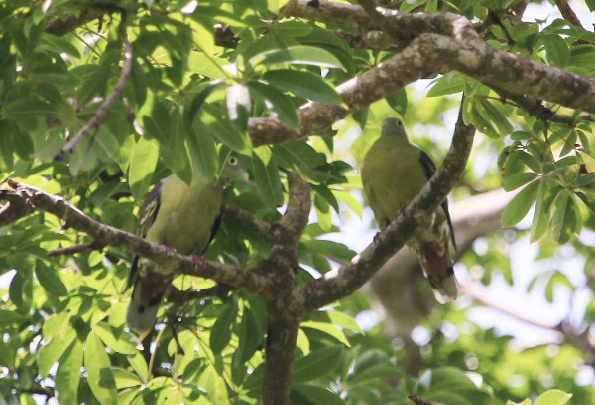 Gray-cheeked Green-Pigeon - Tom Driscoll