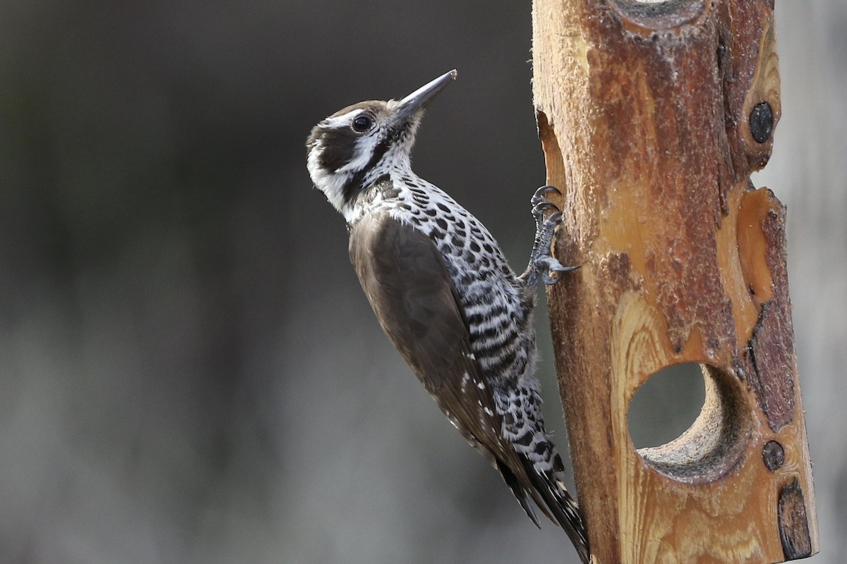 Arizona Woodpecker - ML217101021