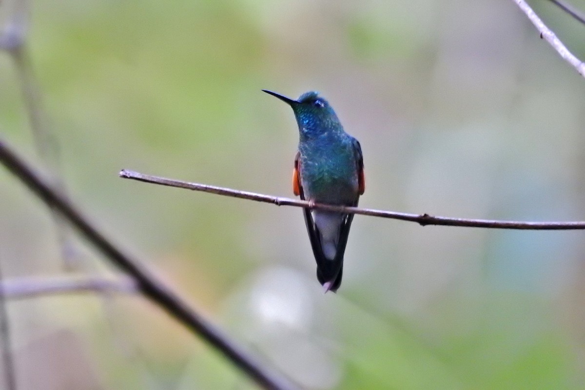 Stripe-tailed Hummingbird - Héctor Moncada