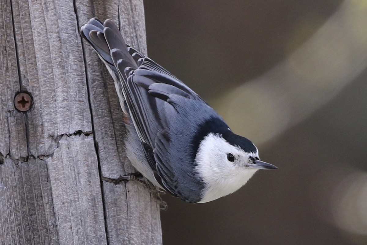 White-breasted Nuthatch - ML217104911