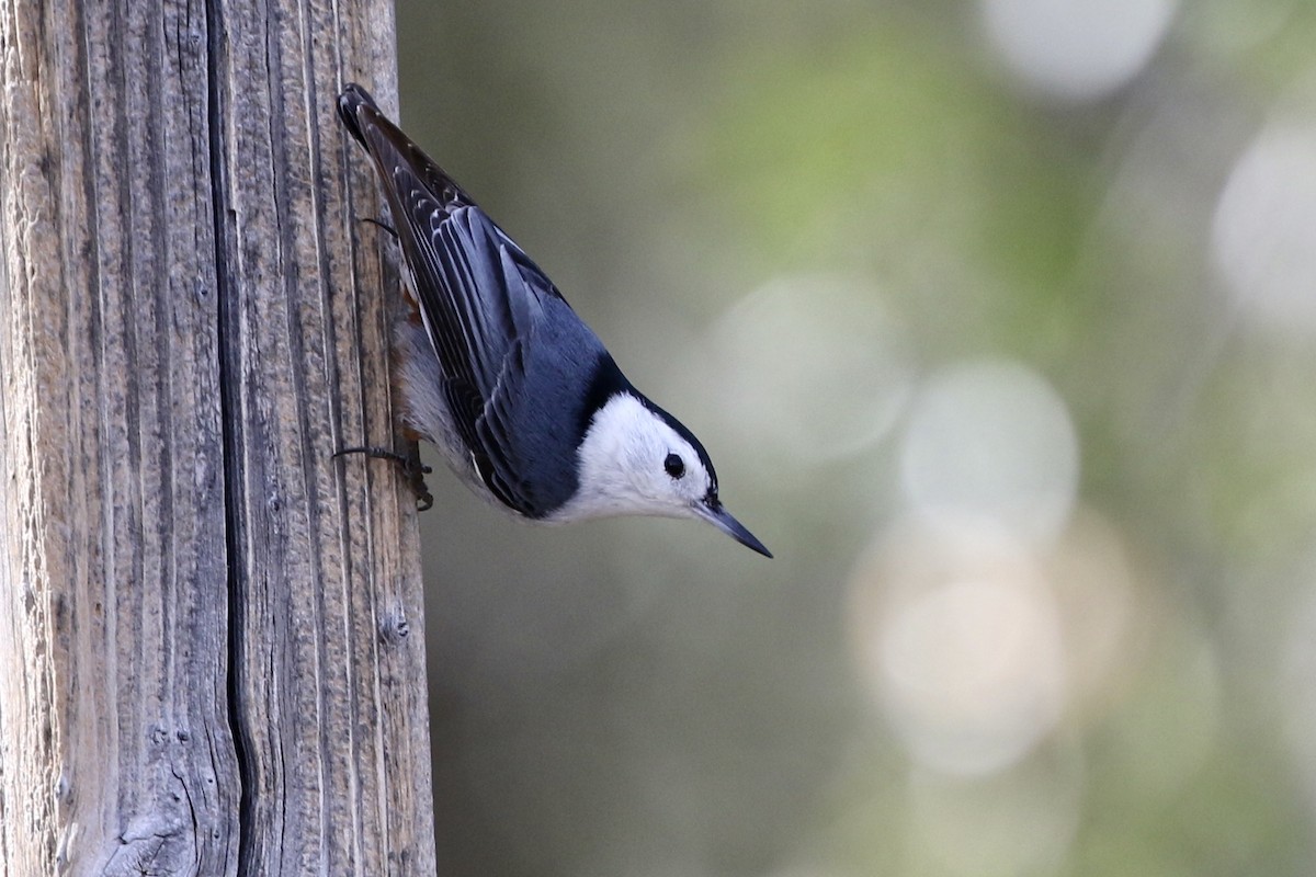 White-breasted Nuthatch - ML217104921