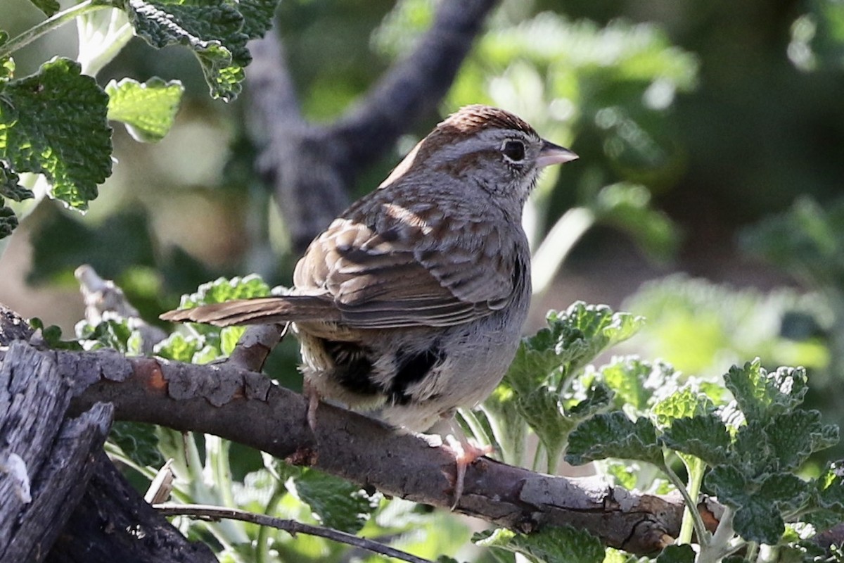 Rufous-crowned Sparrow - ML217106861