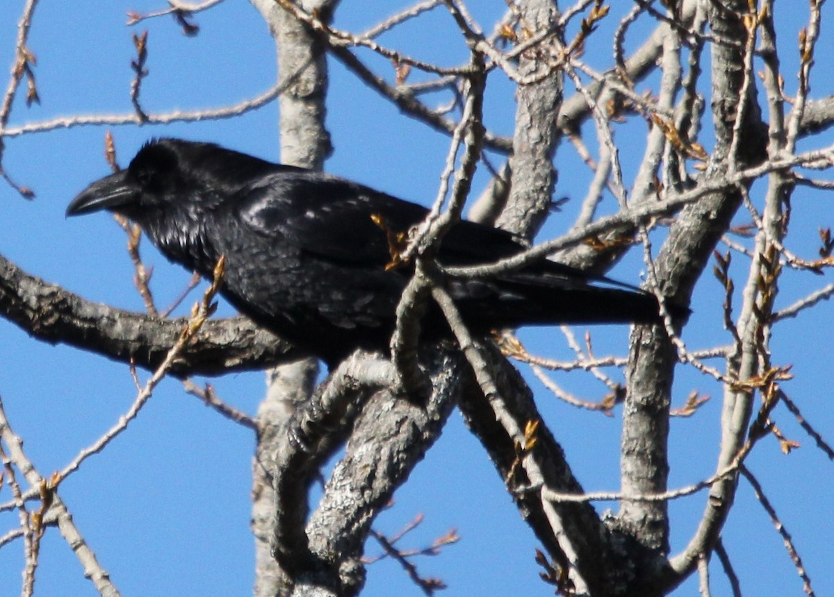 Common Raven - ML217113661