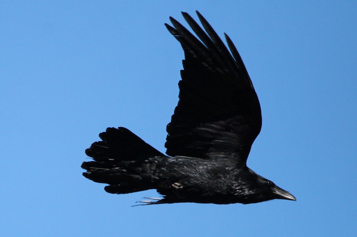 Common Raven - Kari Dietlin
