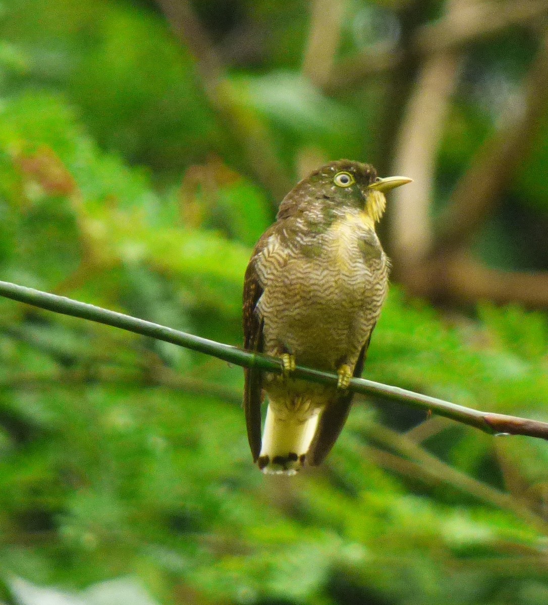 Yellow-throated Cuckoo - ML21711611