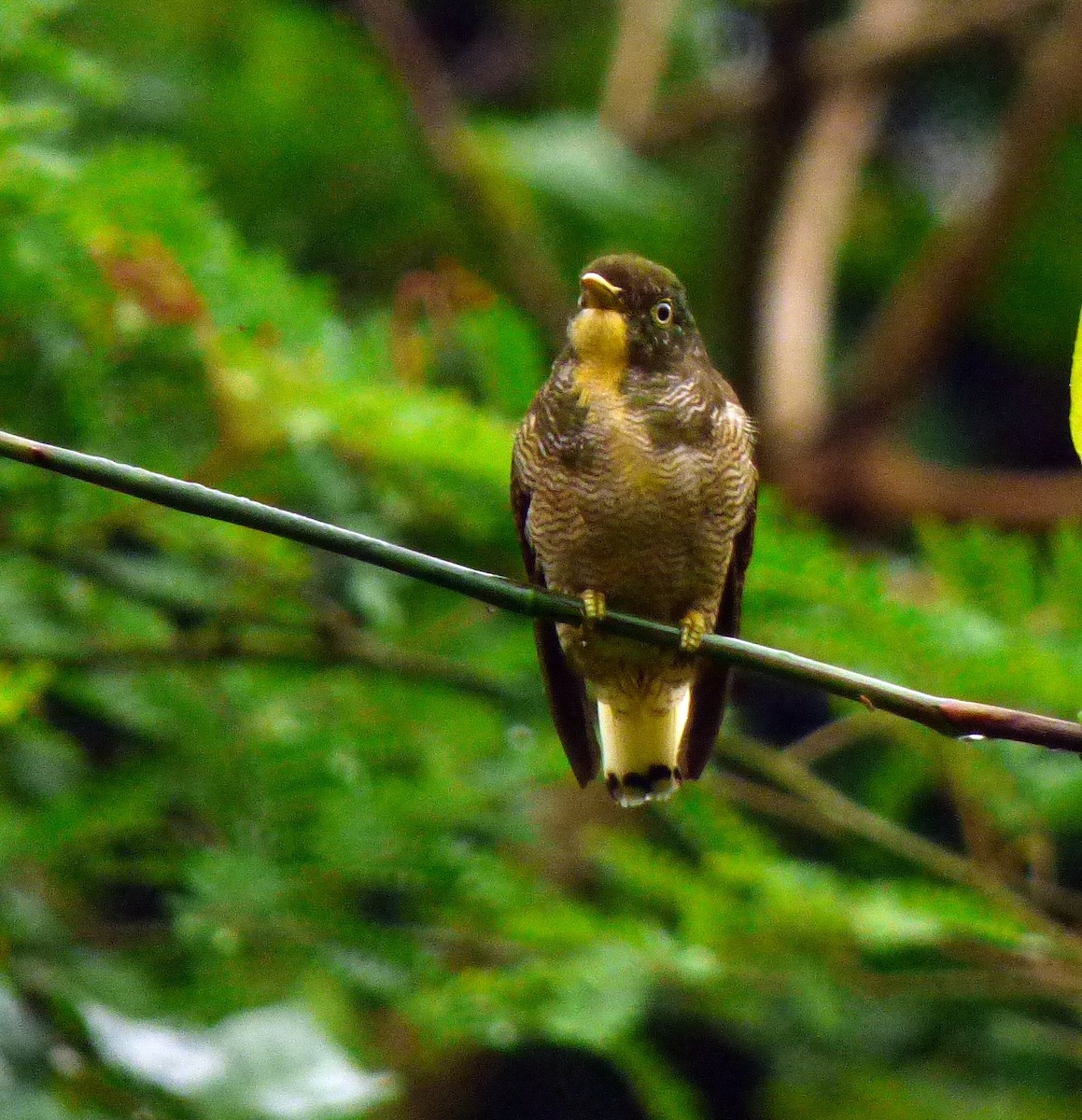 Yellow-throated Cuckoo - ML21711631