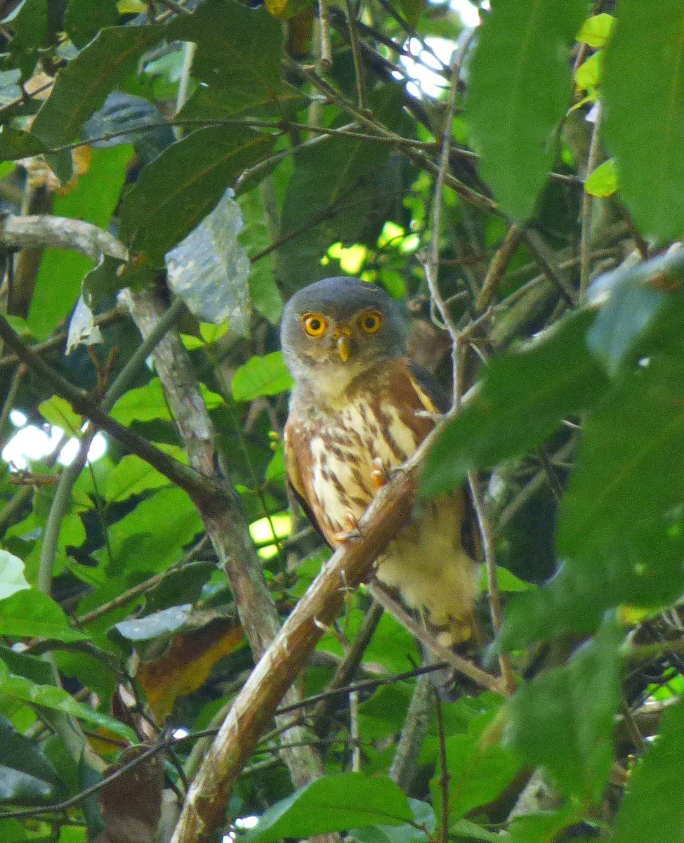 Red-chested Owlet - ML21711771