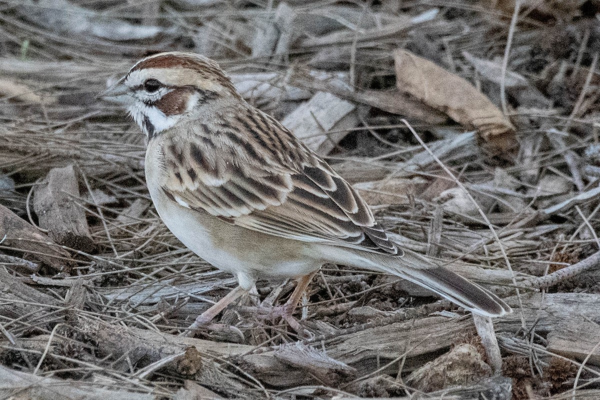 Lark Sparrow - ML217119351