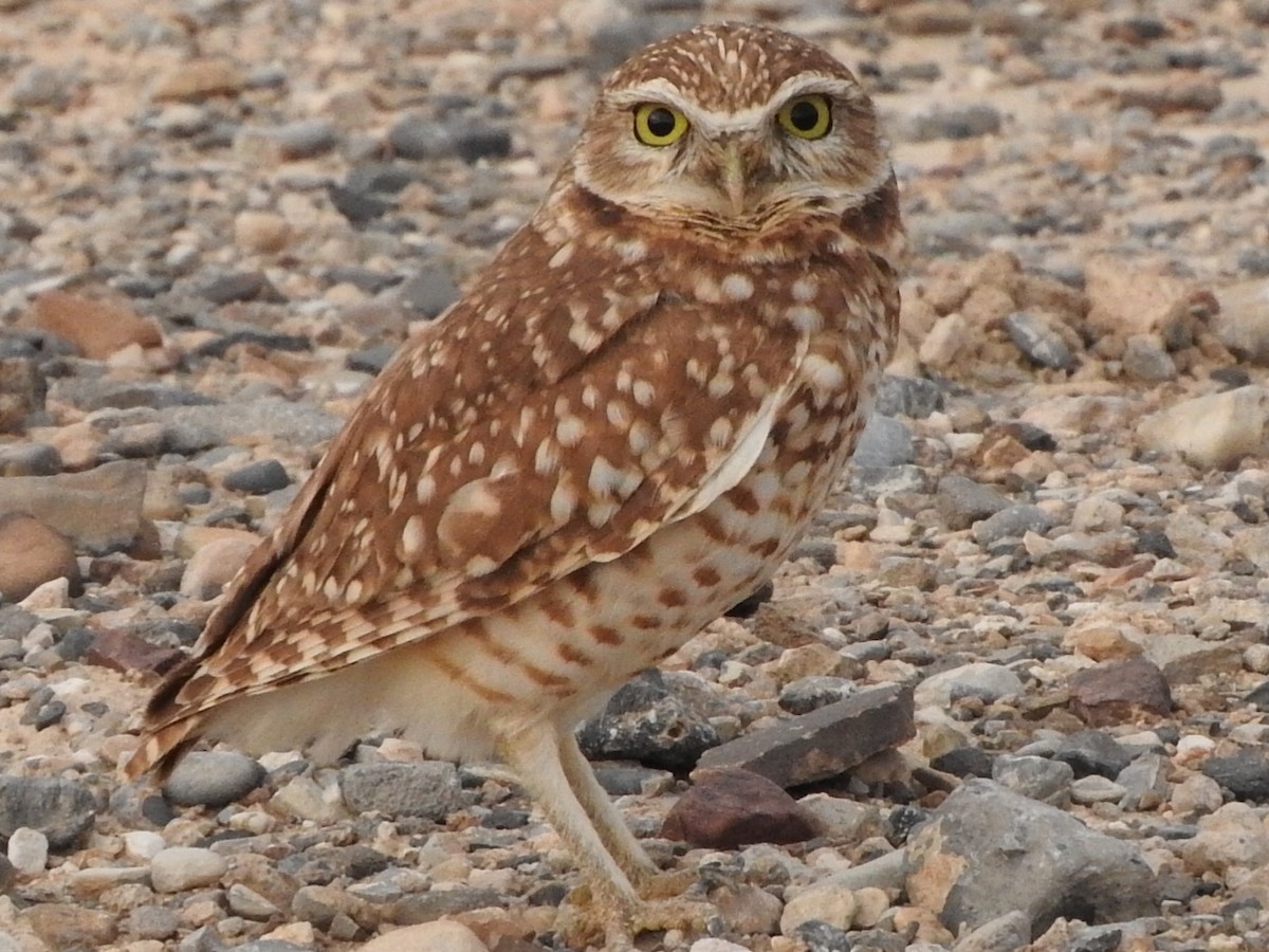 Burrowing Owl - ML21712031