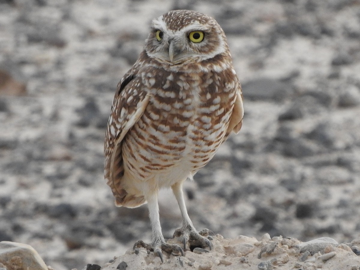 Burrowing Owl - ML21712041