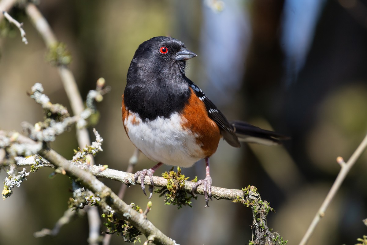 Spotted Towhee - ML217120701