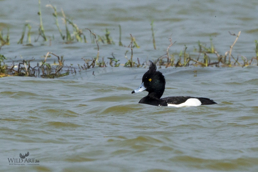 Tufted Duck - ML217122371