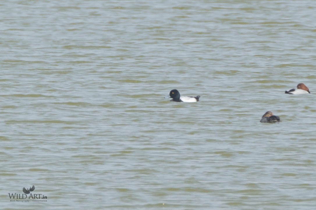 Greater Scaup - ML217122631