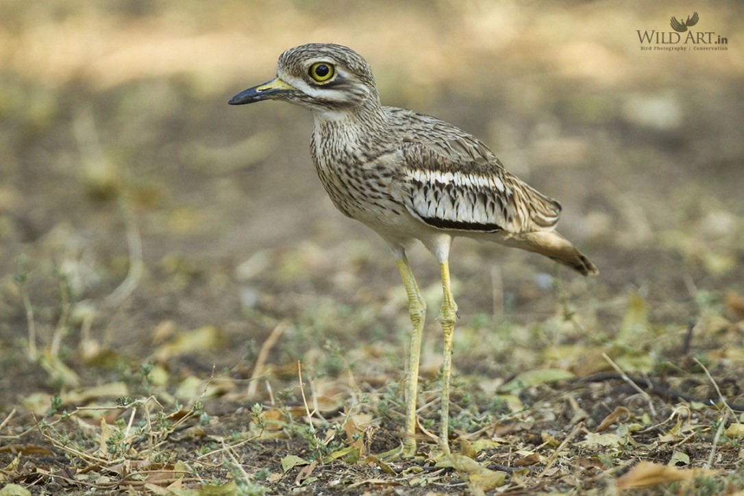 Indian Thick-knee - ML217125211