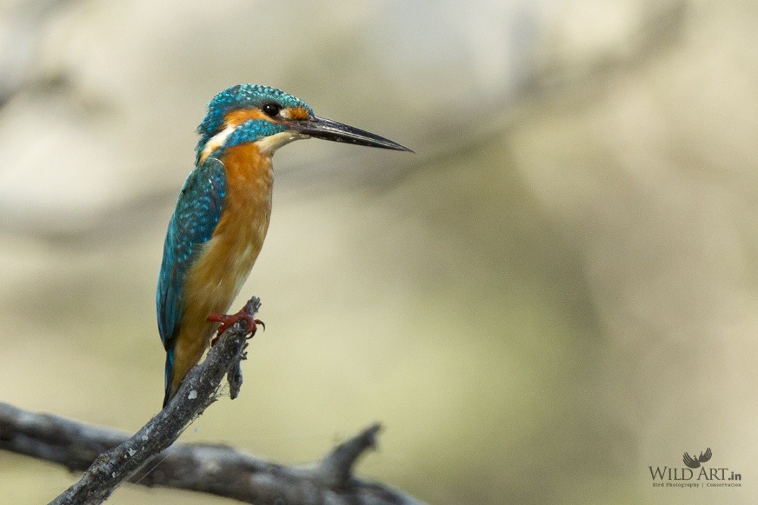 Common Kingfisher - Esha Munshi