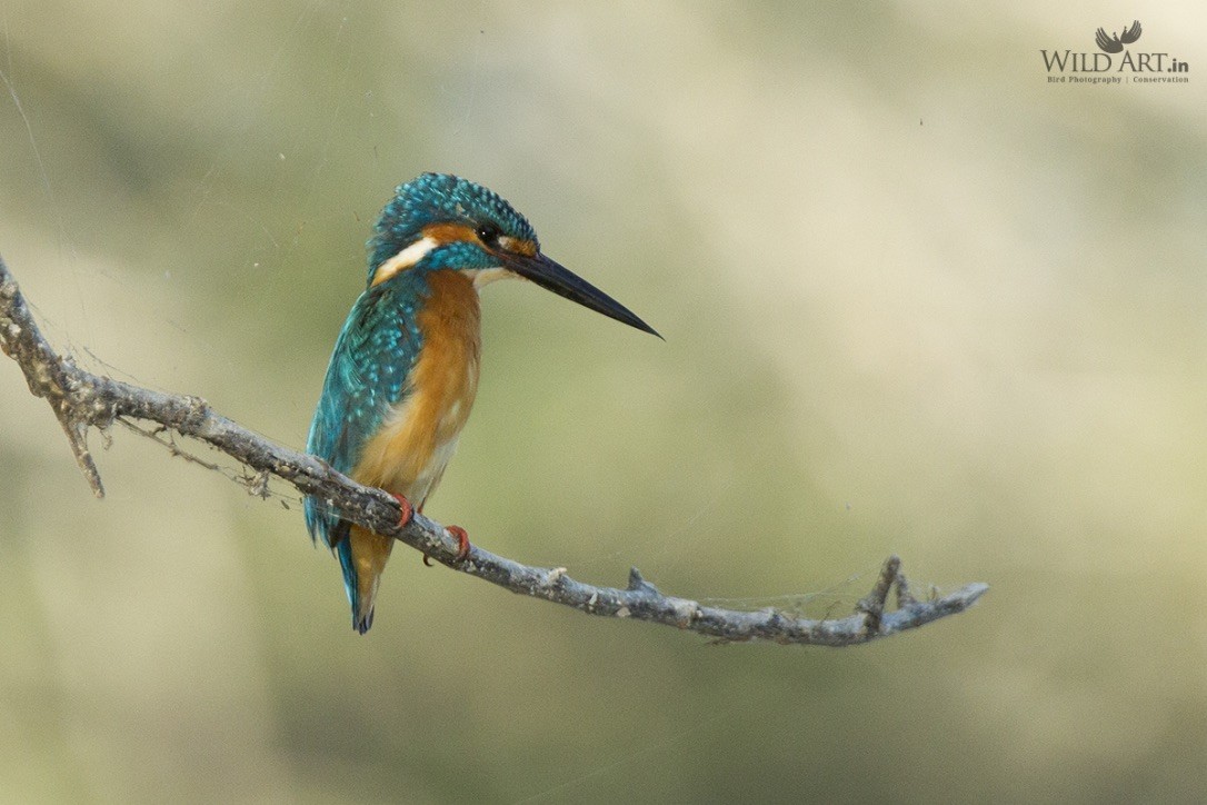 Common Kingfisher - Esha Munshi