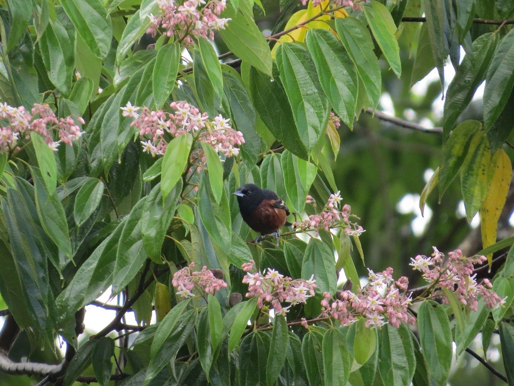 Orchard Oriole - ML21712731