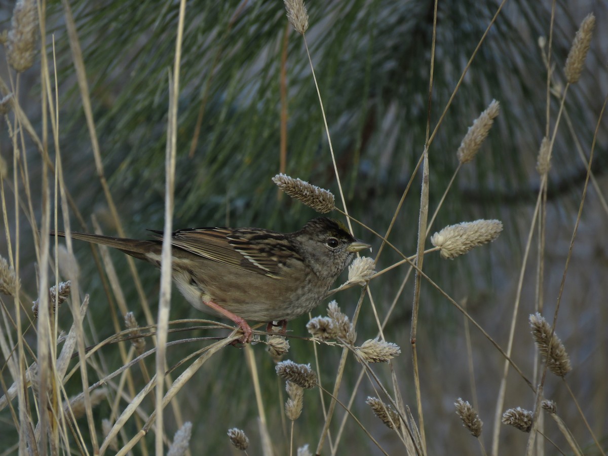 Golden-crowned Sparrow - ML217132421