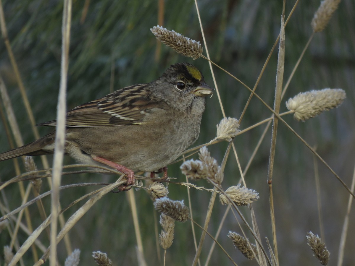 Golden-crowned Sparrow - ML217132441