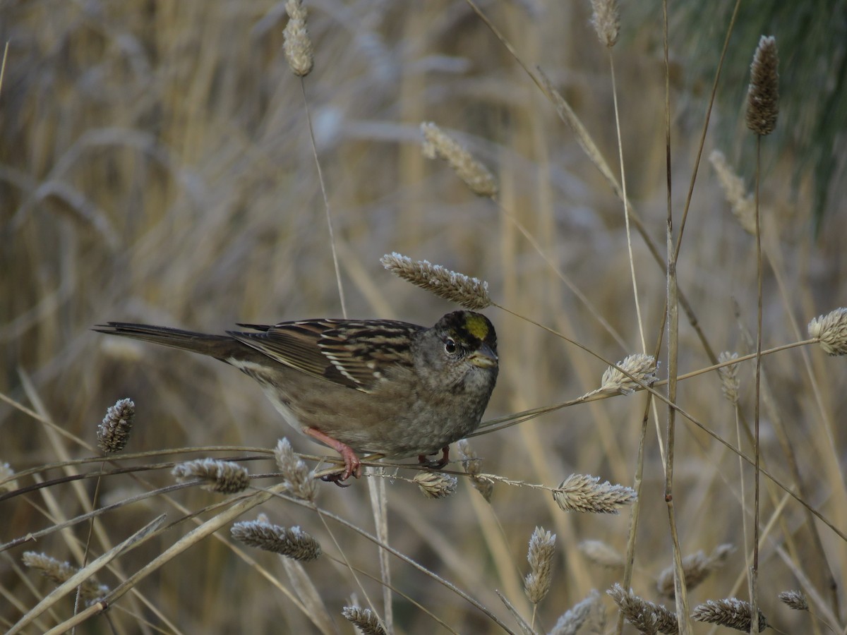 Golden-crowned Sparrow - ML217132451