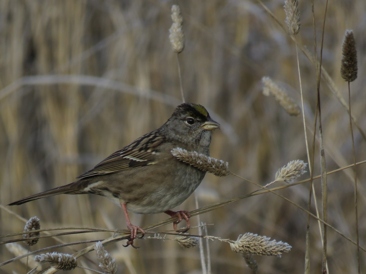 Golden-crowned Sparrow - ML217132481