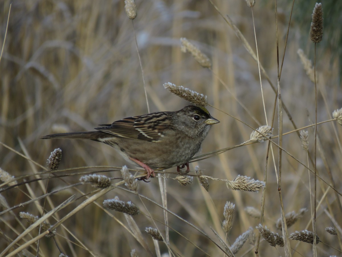 Golden-crowned Sparrow - Kai Frueh