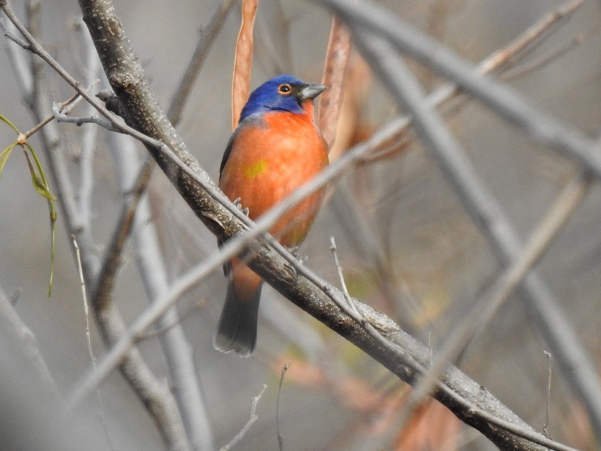 Painted Bunting - ML217134601