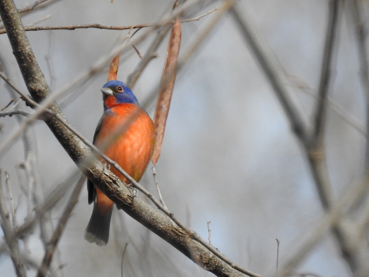 Painted Bunting - ML217134631