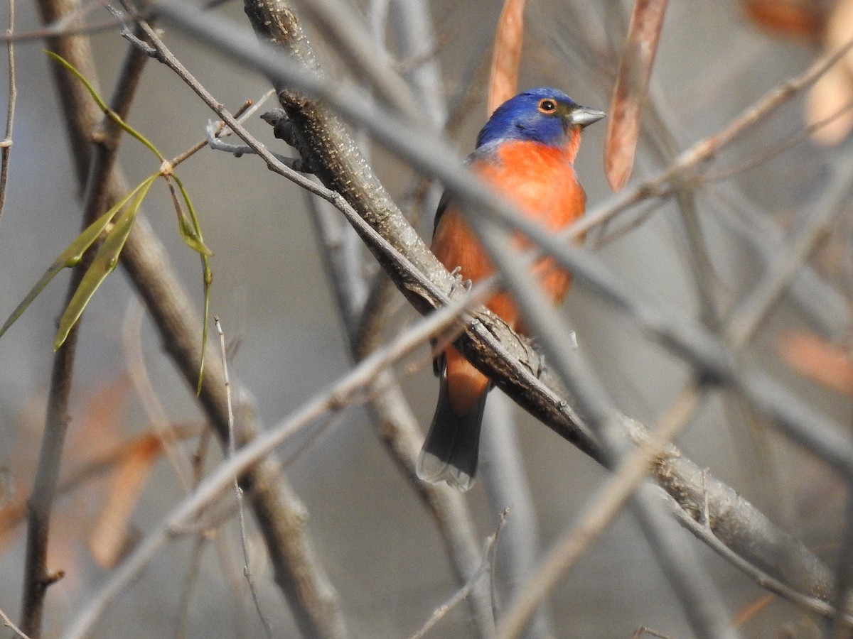Painted Bunting - ML217134691