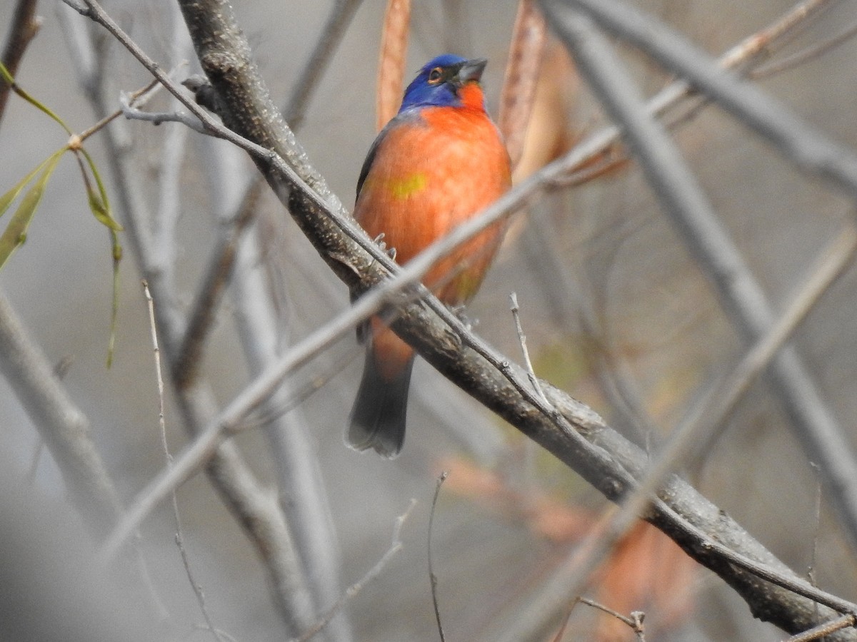 Painted Bunting - ML217134741