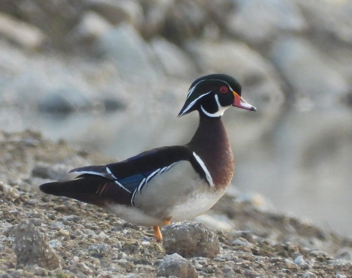 Wood Duck - Pair of Wing-Nuts