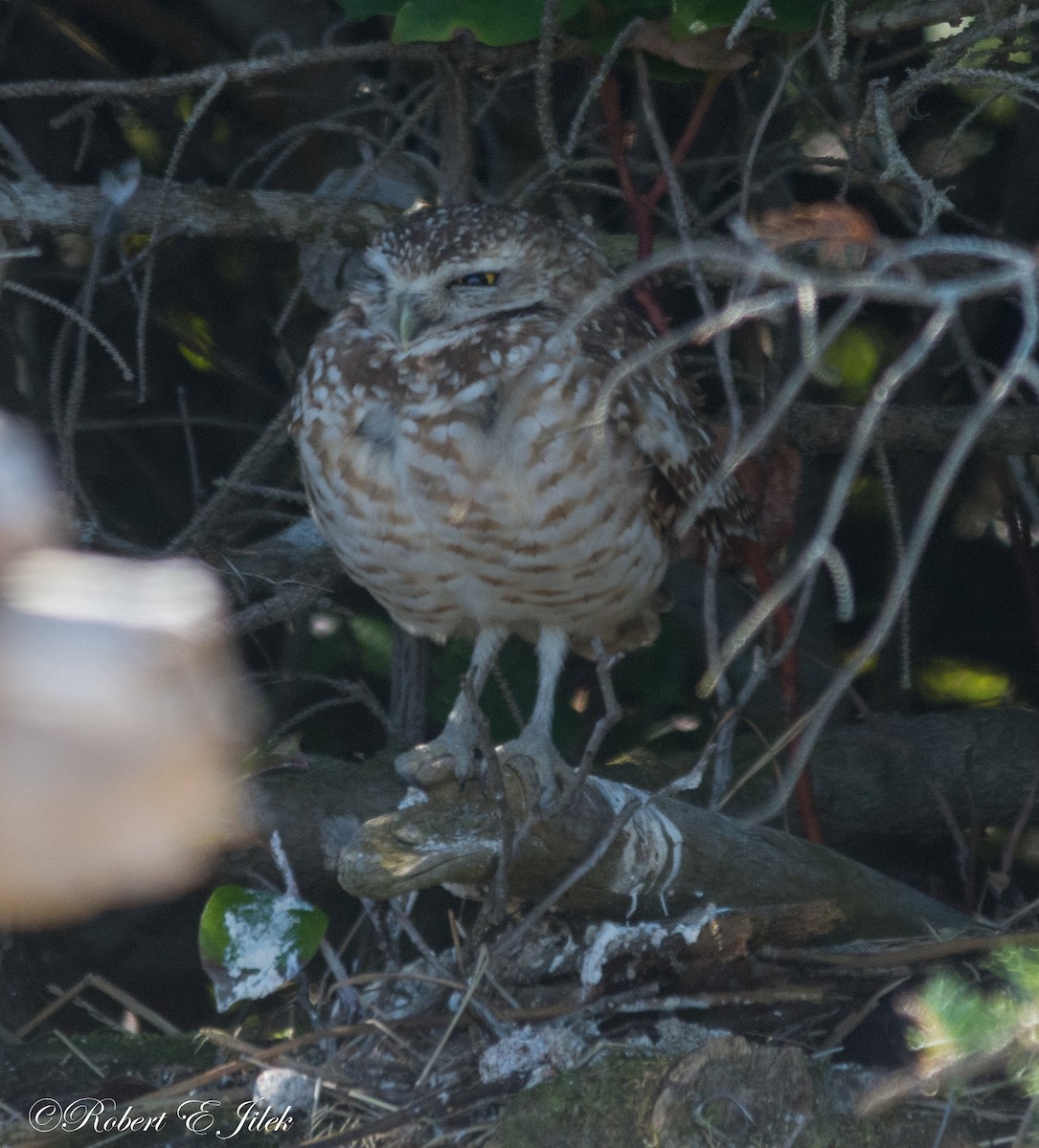 Burrowing Owl - ML217144301